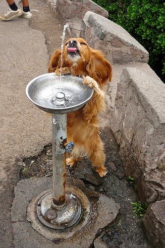 What else is in your Dog’s Water? Is it safe?