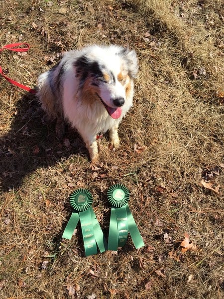 We herd there would be ribbons!  City dogs meet the sheep, and this time it counted!