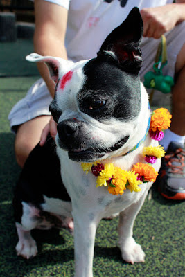 A Nepalese Tradition Comes to a Dog-Loving U.S. Neighborhood