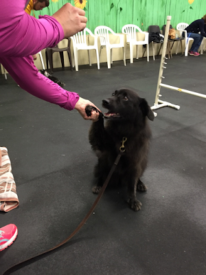 Canine Education — Good for Dogs and Humans