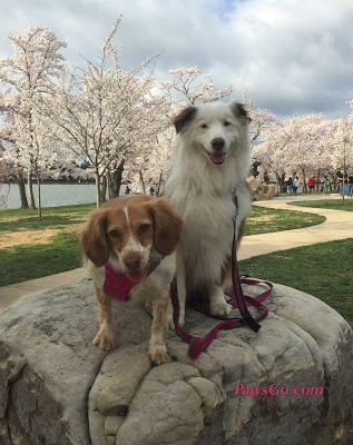 PawsGo Exploring Washington, D.C.’s Cherry Blossoms