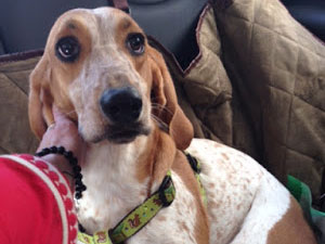 An Experimental Lab Dog Becomes a Family’s Lap Dog, With the Help of a Cat