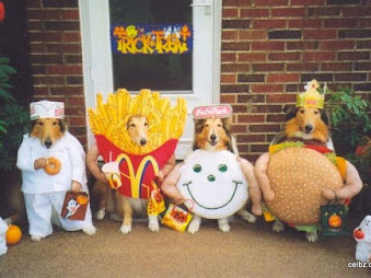 Halloween Costumes for Dogs – Trick or Treat?